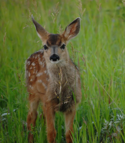Fawn in Grass 2