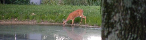 Deer Lake4