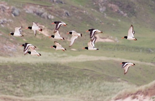 Oyster catchers (1)