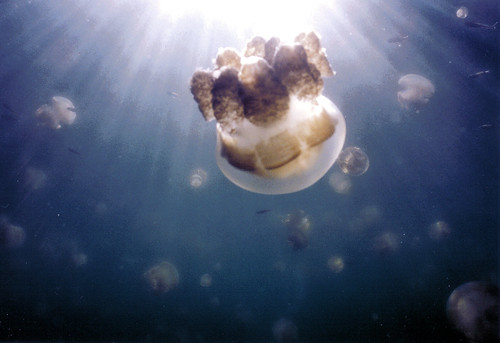 Underwater Photos - Jellyfish Lake, Palau