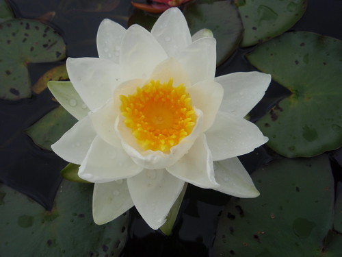 Water Flower