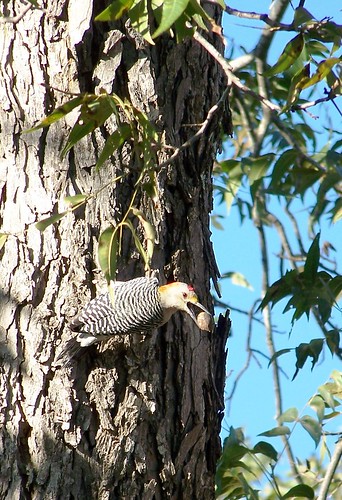 Woodpecker with pecan