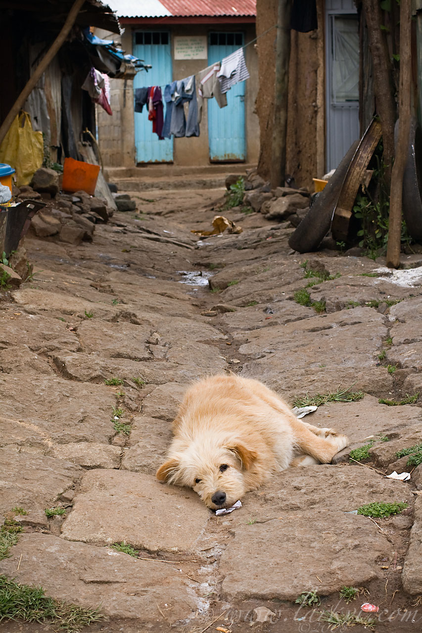 Watchdog, Addis Ababa, Ethiopia, November 2008