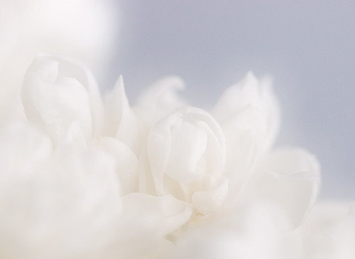 Dreamy White Lilac by janruss.