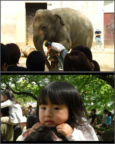 はじめて見た象 Hana-chan(2 years old) and the elephant--王子動物園-20080429-CIMG0339