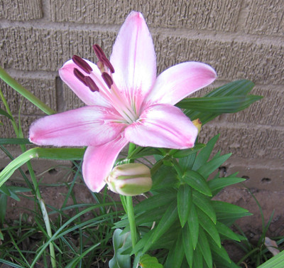 Pink lily blooming