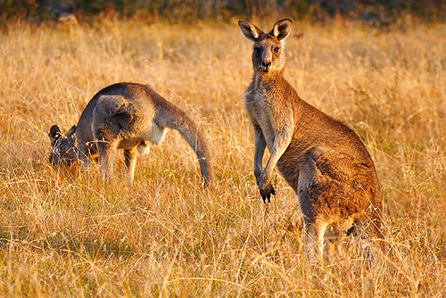 Kosciuszko National Park, New South Wales, Australia, kangaroos IMG_8178_Kangaroos_Kosciuszko_National_Park
