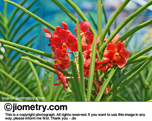 Reddish orange orchids
