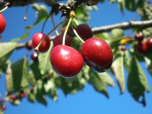 RightHealth Daily Dose » Blog Archive » Tart Cherry Juice Relieves ...