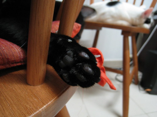These paws conceal fearsome claws