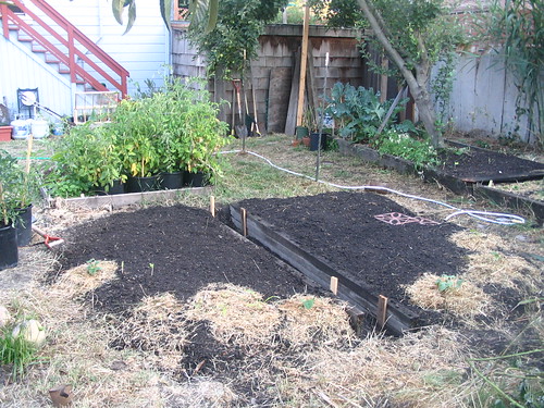 garden beds, planted