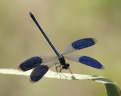 Banded Demoiselle  (Calopteryx splendens)