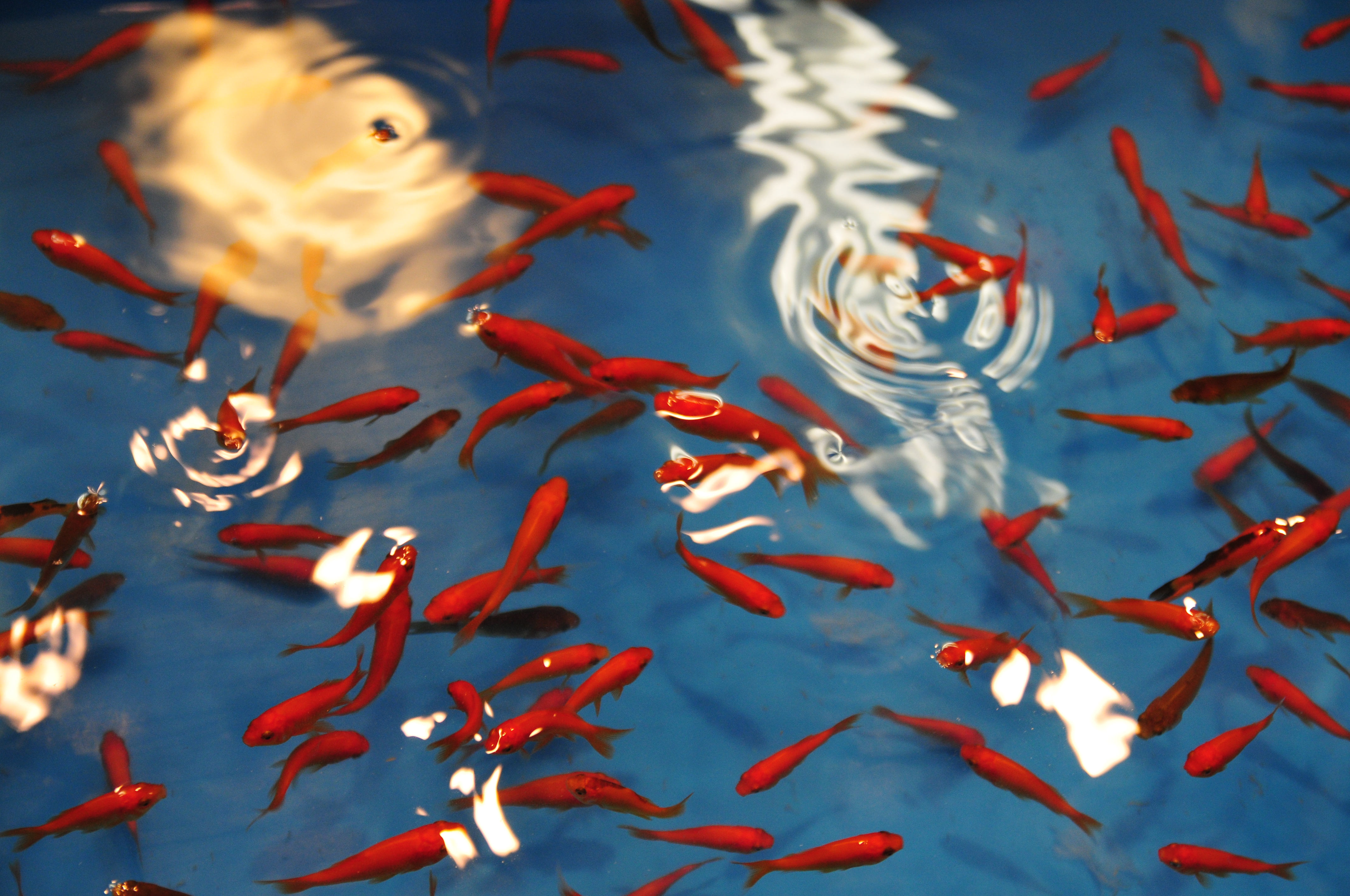 フリー画像 動物写真 魚類 金魚 金魚すくい フリー素材 画像素材なら 無料 フリー写真素材のフリーフォト