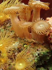more coral polyps