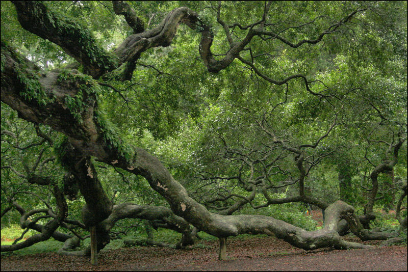 The Angel Oak This set of photos 
