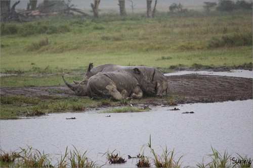 你拍攝的 39 Lake Nakuru - White Rhino。