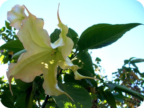 and have i mentioned i love angel's trumpets?