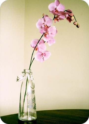 orchid in a jar