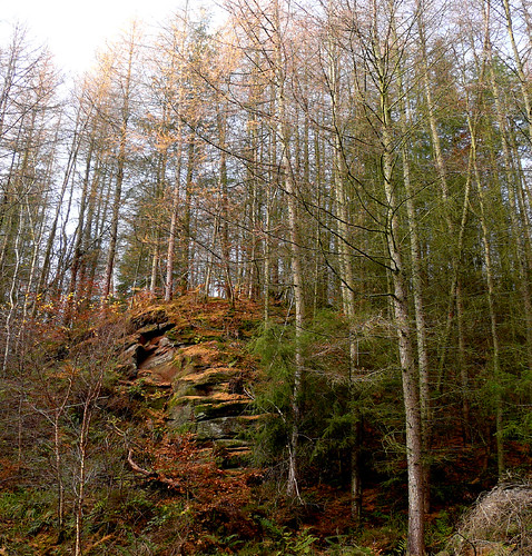 Birch and crag 15Nov08