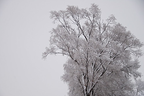 Monday's Snowy Trees