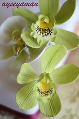 Sugar orchids - Şekerden Yeşil Orkideler