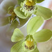 Sugar orchids - Şekerden Yeşil Orkideler