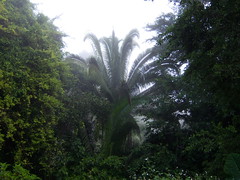 American oil palm