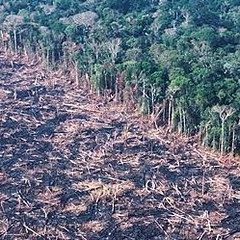 巴西熱帶雨林遭到砍伐的景像。圖片節錄自：英國衛報報導。