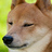 Click dancingshiba's buddy icon to get to their photostream