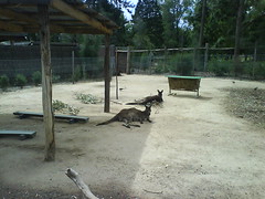 Kangaroos chillin' in the Outback Zone