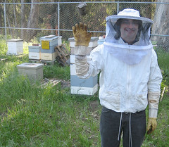 john the beekeeper and his bees in golden gate...