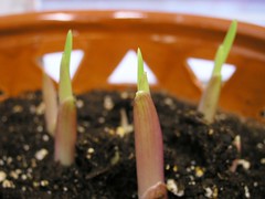 Gladiolus sprouts
