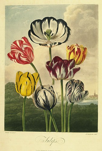 06- Tulipanes
