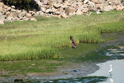 Osprey at Golden Shores wetlands