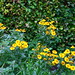 Kelvingrove Park Flower 067