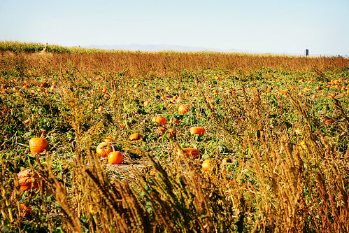 As far as the eye can see - punkins that is
