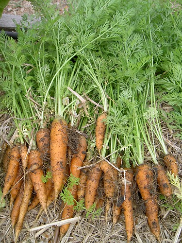 Early Nantes carrots