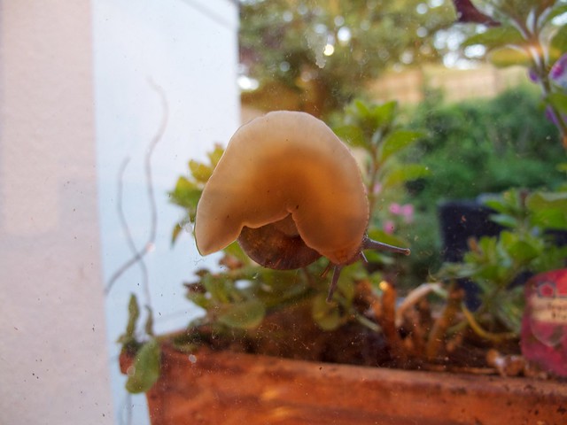 Kitchen Window Snail