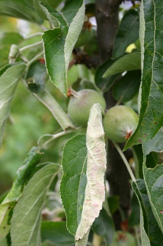 Columnar apples are producing
