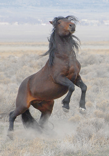 mustang horse rearing. Onaqui Wild Horse Man. Area