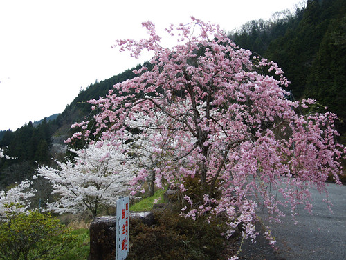 矢作ダムの桜
