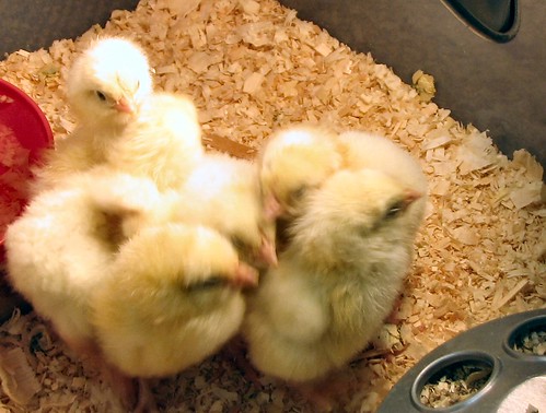 Chick project