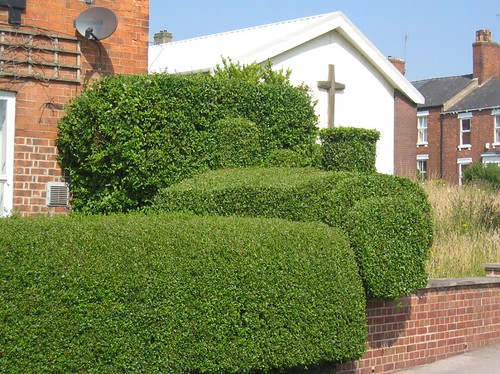 A Well Trained Hedge