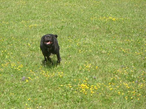 Speed Bullet: Walter at the Dog Park (2008)