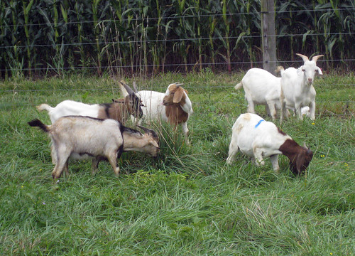 The goats are currently grazing fescue, orchardgrass, and birdsfoot trefoil
