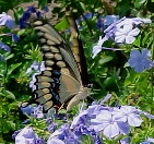 Giant swallowtail on plumbago