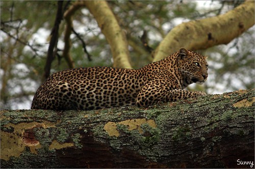 你拍攝的 72 Lake Nakuru - Leopard。