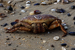 Tourteau, kind of crab