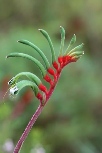Anigozanthos manglesii (Red and Green Kangaroo Paw) - Cultivated