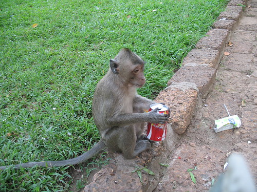 Monkey with empty can, considering options